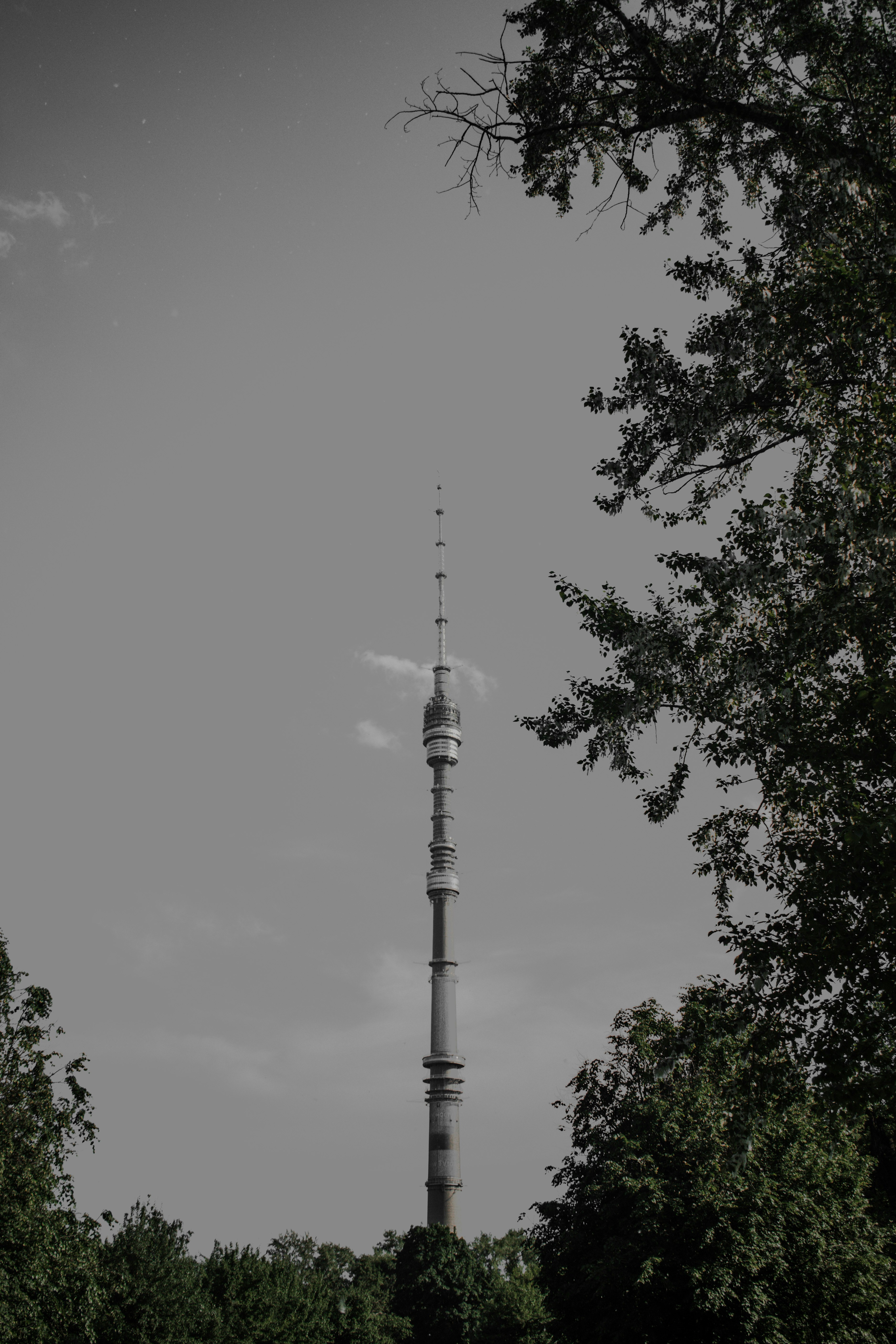 grayscale photo of trees and tower